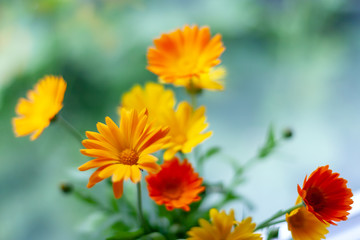 Orange and yellow flowers on a blurry cold background. Selective focus. Calendula .