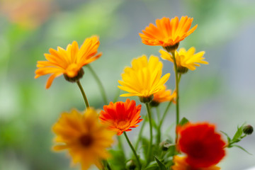 Orange and yellow calendula flowers on a blurred background. Selective focus.