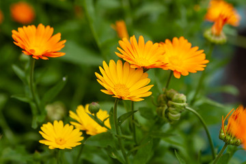 Orange and yellow flowers of calendula close up. Calendula is a joyful flower.