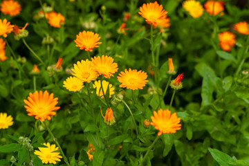 Calendula Joyful flowers. Flowerbed with orange and yellow flowers in the summer afternoon.