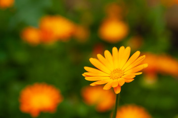 Yellow calendula flower close-up on a blurred background. Calendula is a joyful flower. Selective focus.