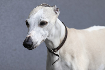Ten year old male Whippet. A closeup of a dog's face.
