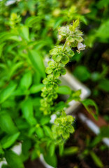  sweet basil