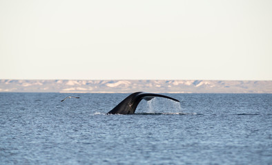 Southern Right Whale Tail in Peninsula Valdes. Puerto Madryn, Argentina.
