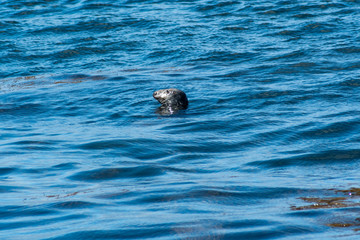 seal looking 