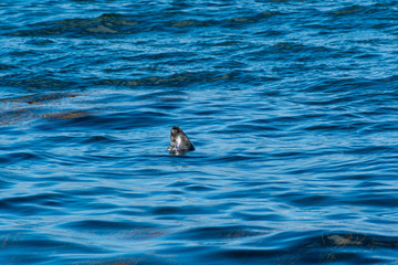 seal relax