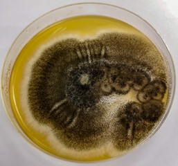 Aspergillus niger on Sabouraud's dextrose agar (SDA) at 25 celsius 5 day
