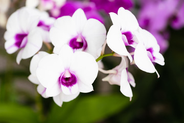 Fototapeta na wymiar Nature of white orchids in the garden area Green background, blur bokeh
