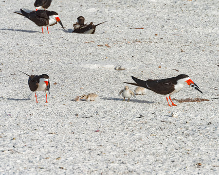 Black skimmer chicks following parent with fish