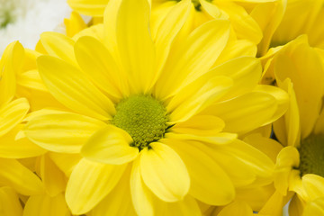 spring big bouquet of yellow and white flowers