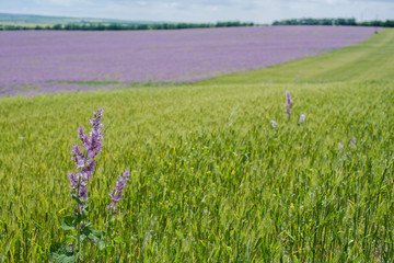 Fototapeta premium The magnificent blooming sage fields sunny landscape.