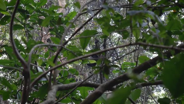 Monkey Chimpanzee Quickly Climbing On Lianas And In Tropical Forest Of Africa