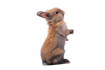 Baby cute rabbits has a pointed ears, brown fur and sparkling eyes, was standing and looking up, on...