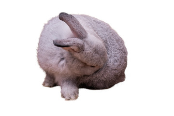 A cute rabbit with fluffy fur, long ears and round fat body Is licking its fur, On white isolated background, concept to Pets and object.