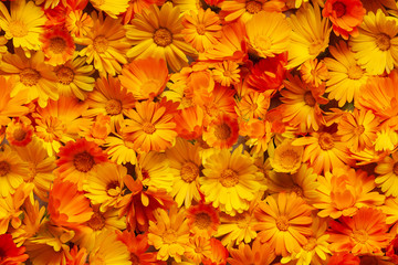 Yellow and orange calendula flowers as a background. Calendula is a joyful flower. Seamless background. - obrazy, fototapety, plakaty