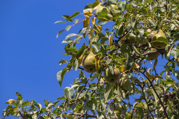 Harvest ripe tasty pears on a tree in the garden