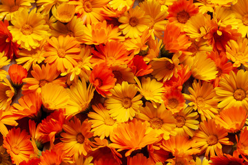 Yellow and orange calendula flowers as a background. Calendula is a joyful flower. - obrazy, fototapety, plakaty