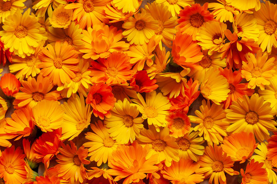 Calendula is a joyful flower. Yellow and orange calendula flowers as a background.