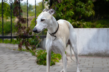 A ten-year-old male dog Whippet walks in the courtyard of the house. Summer. Sunny day.