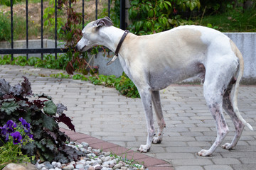 Obraz na płótnie Canvas A ten-year-old male dog Whippet walks in the courtyard of the house. Summer. Sunny day.