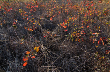 Blackberry bushes in meadow, backlit by setting sun in autumn