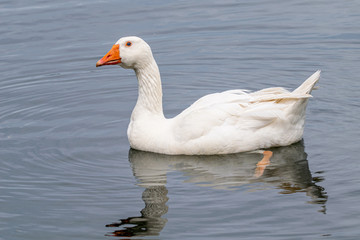 Goose (greylag anser anser) with white plumage and blue eyes