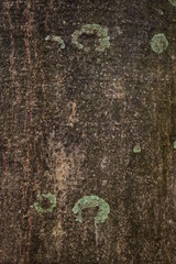 texture of bark of tree