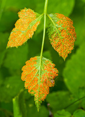 Blackberry rust (Arthuriomyces peckianus) on leaf of blackberry bush (Rubus occidentalis).