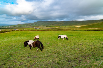 ponies on meadow