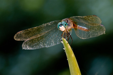 Blue dasher dragonfly (Pachydiplax longipennis) perching on aloe leaf while hawking insect prey.
