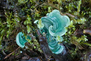 Fungus (species undetermined) growing on ground in cloud forest near Mindo, Ecuador. - obrazy, fototapety, plakaty