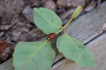 Coccinelle