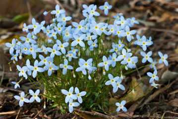 Bluettes (Houstonia caerulea) blooming on forest floor in central Virginia in spring.