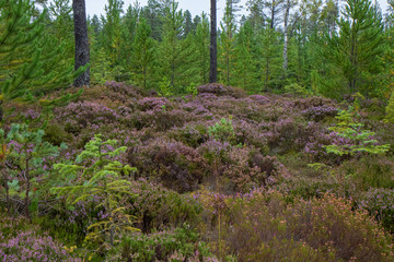 Environmental landscape of typical pine forest in Scotland during autumn with blooming heather and young pine shoots.