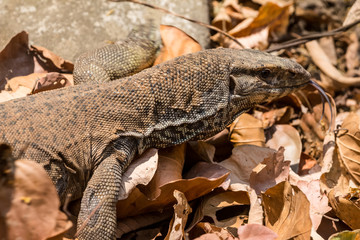 Beautiful but dangerous creature of nature - The Monitor Lizard at Jim corbett national park
