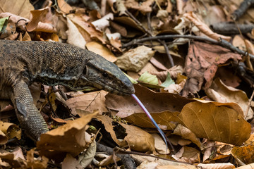 Beautiful but dangerous creature of nature - The Monitor Lizard at Jim corbett national park