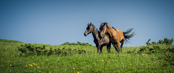 Two horse in love galloping on mountain environment