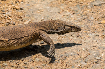Beautiful but dangerous creature of nature - The Monitor Lizard at Jim corbett national park