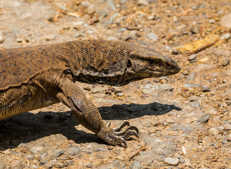 Beautiful but dangerous creature of nature - The Monitor Lizard at Jim corbett national park