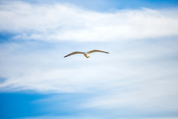 Flying seagull over cloudy blue sky, natural image for summer holiday concept,