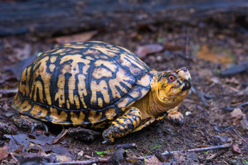 Male box turtle (Terrapene carolina); unusually yellow specimen.