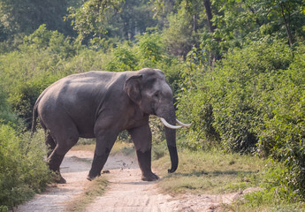 Obraz premium Big Tusker (Male) Crossing the road at Jim Corbett National Park