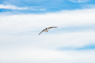 Flying seagull over cloudy blue sky, natural image for summer holiday concept,