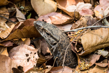 Beautiful but dangerous creature of nature - The Monitor Lizard at Jim corbett national park
