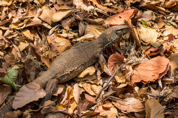 Beautiful but dangerous creature of nature - The Monitor Lizard at Jim corbett national park