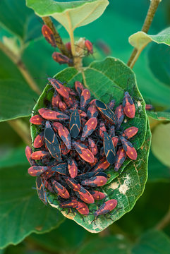 Adult and nymph-stage eastern boxelder bugs (Boisea trivitatta) gathered on the leaf of a fothergilla bush