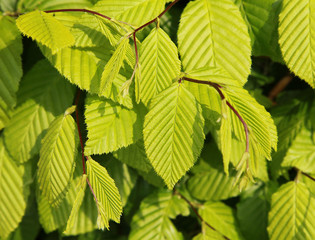 Feuillage de Carpinus betulus