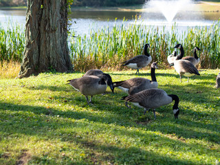 canada geese by the lake in the fall