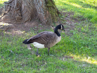 one Canada goose looking for food in the fall