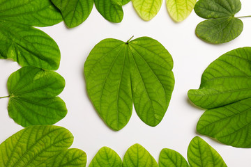 Dussehra greeting card using apta / Bauhinia racemosa